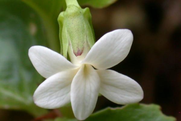 Arabidopsis flower