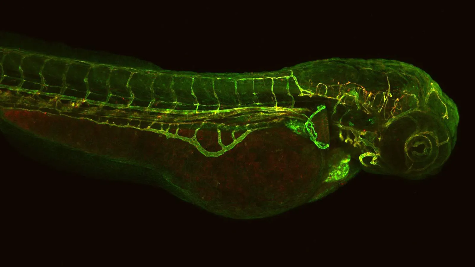 Zebrafish larva