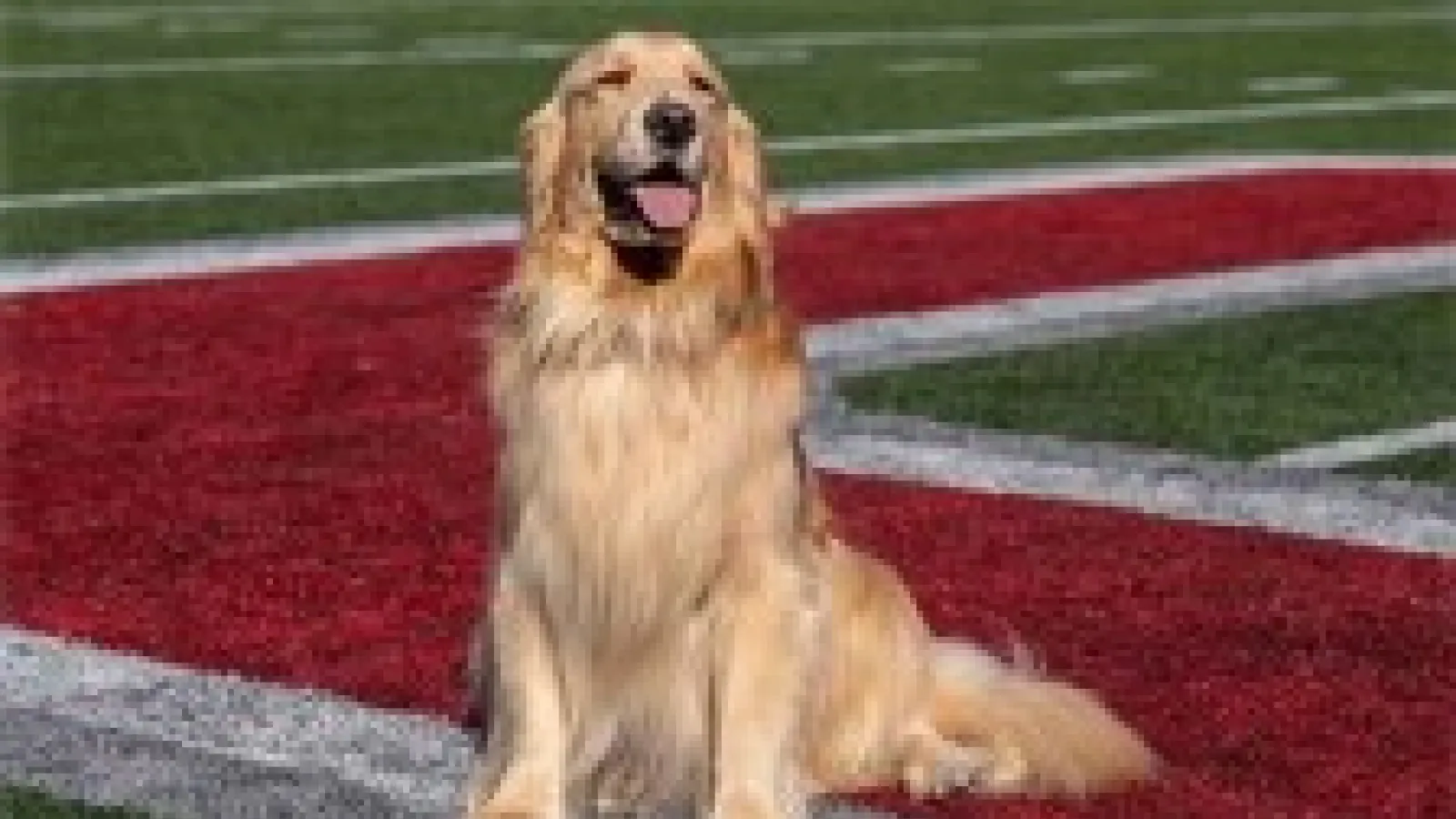 Simone the dog