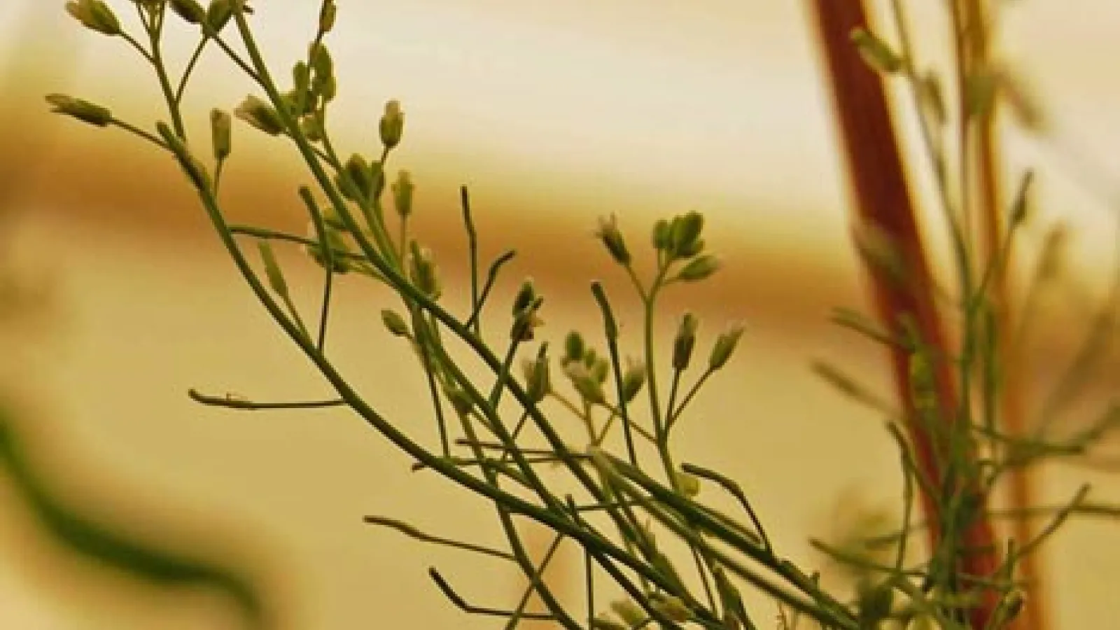 Arabodopsis plant
