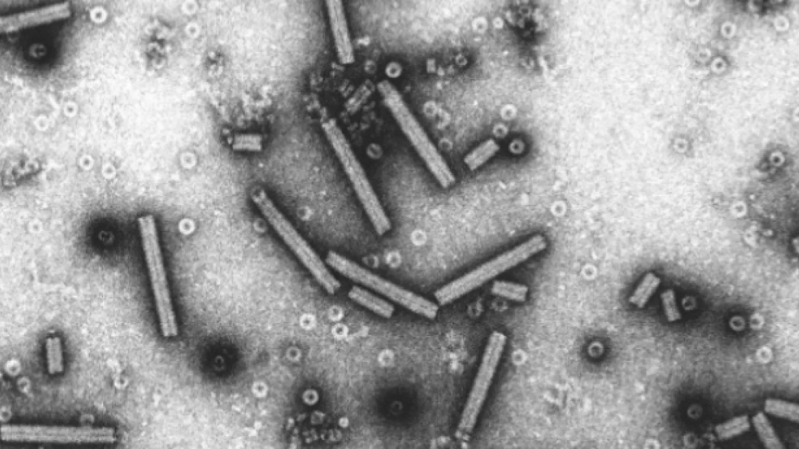Virology