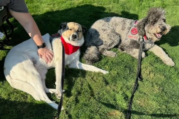 Two dogs from Buckeye Paws laying on grass