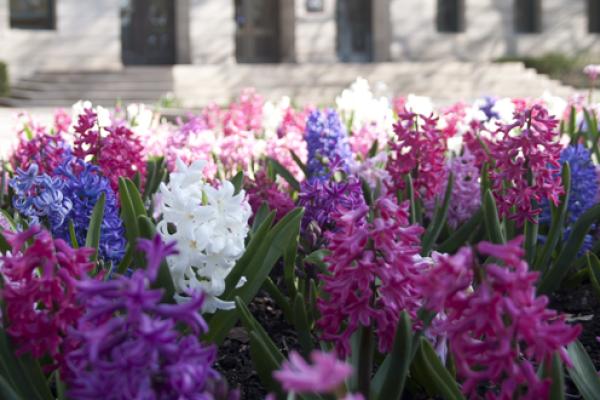 Flowers Flowers