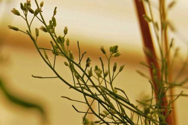Arabodopsis plant Arabodopsis plant