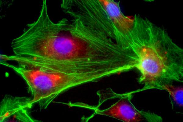 Cell Biology Cell Biology