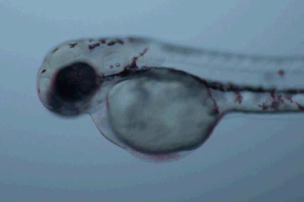 Developmental Biology Developmental Biology