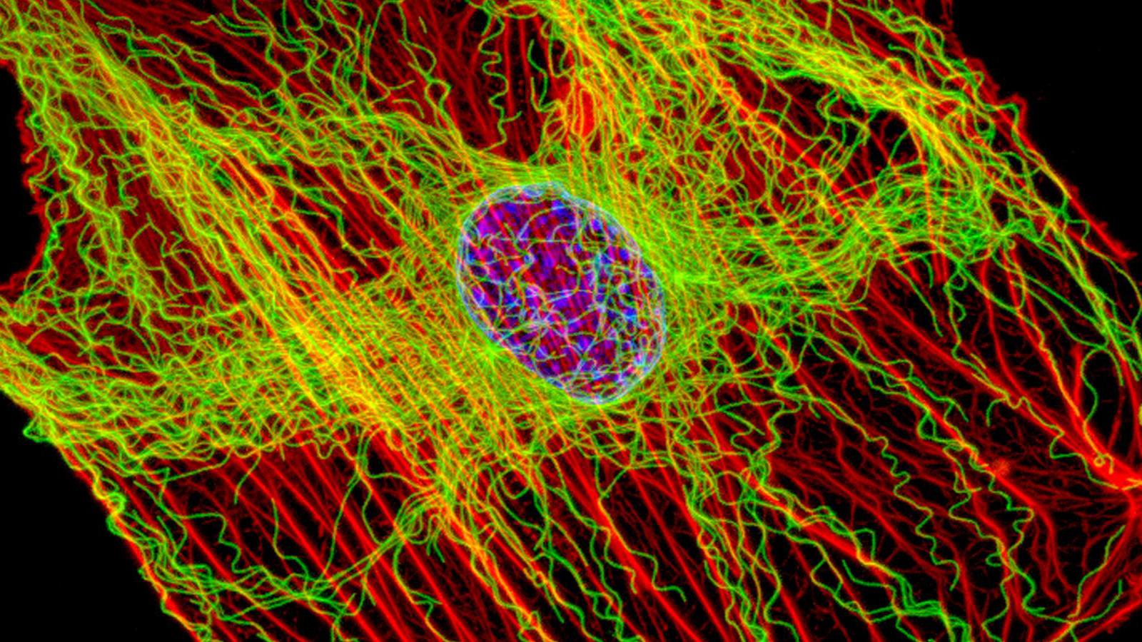 Cell cytoskeleton