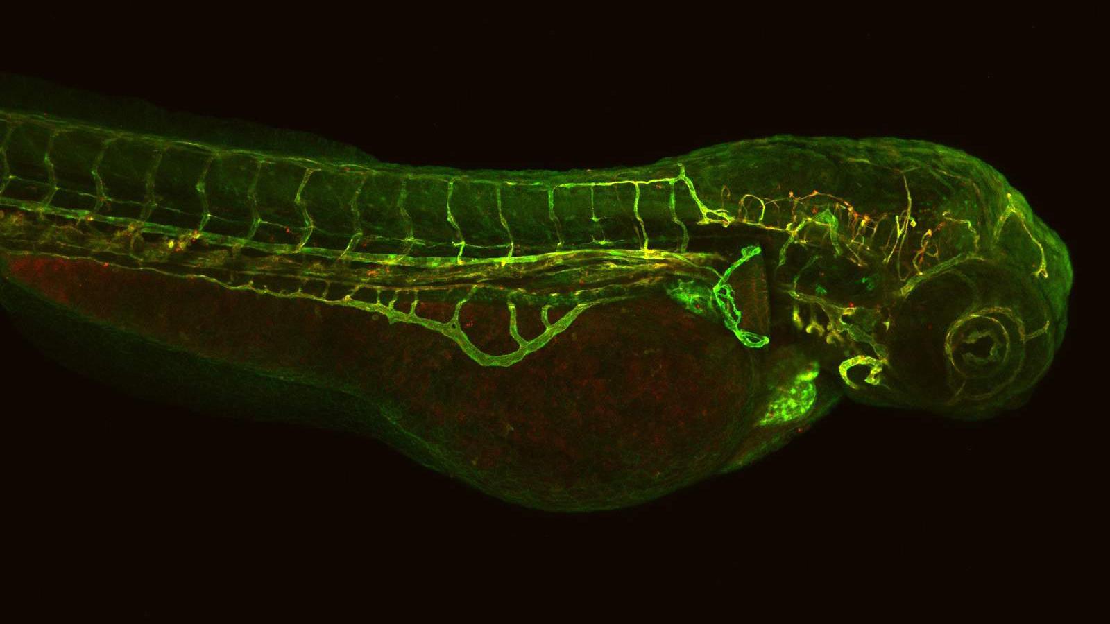 Zebrafish larva