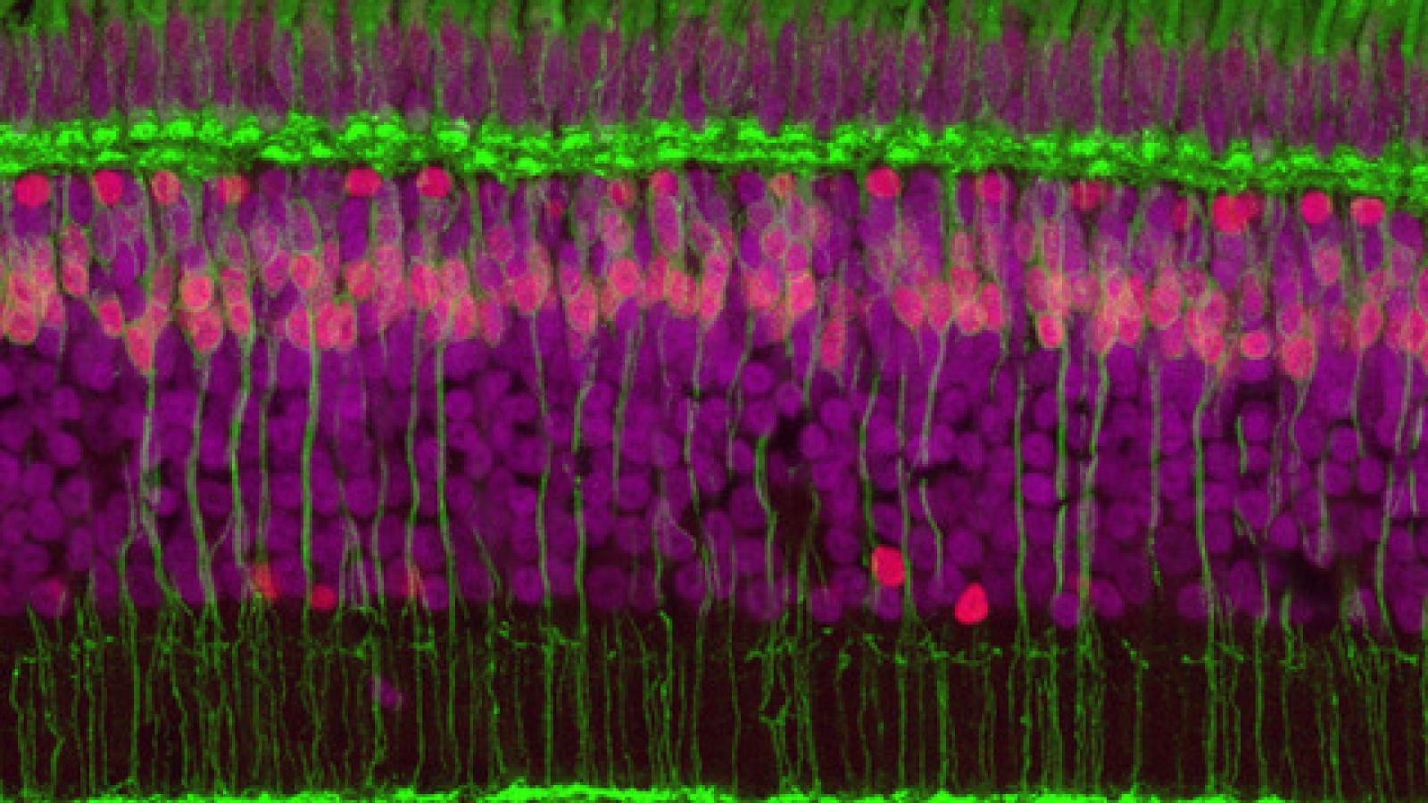 Cellular organization in the retina