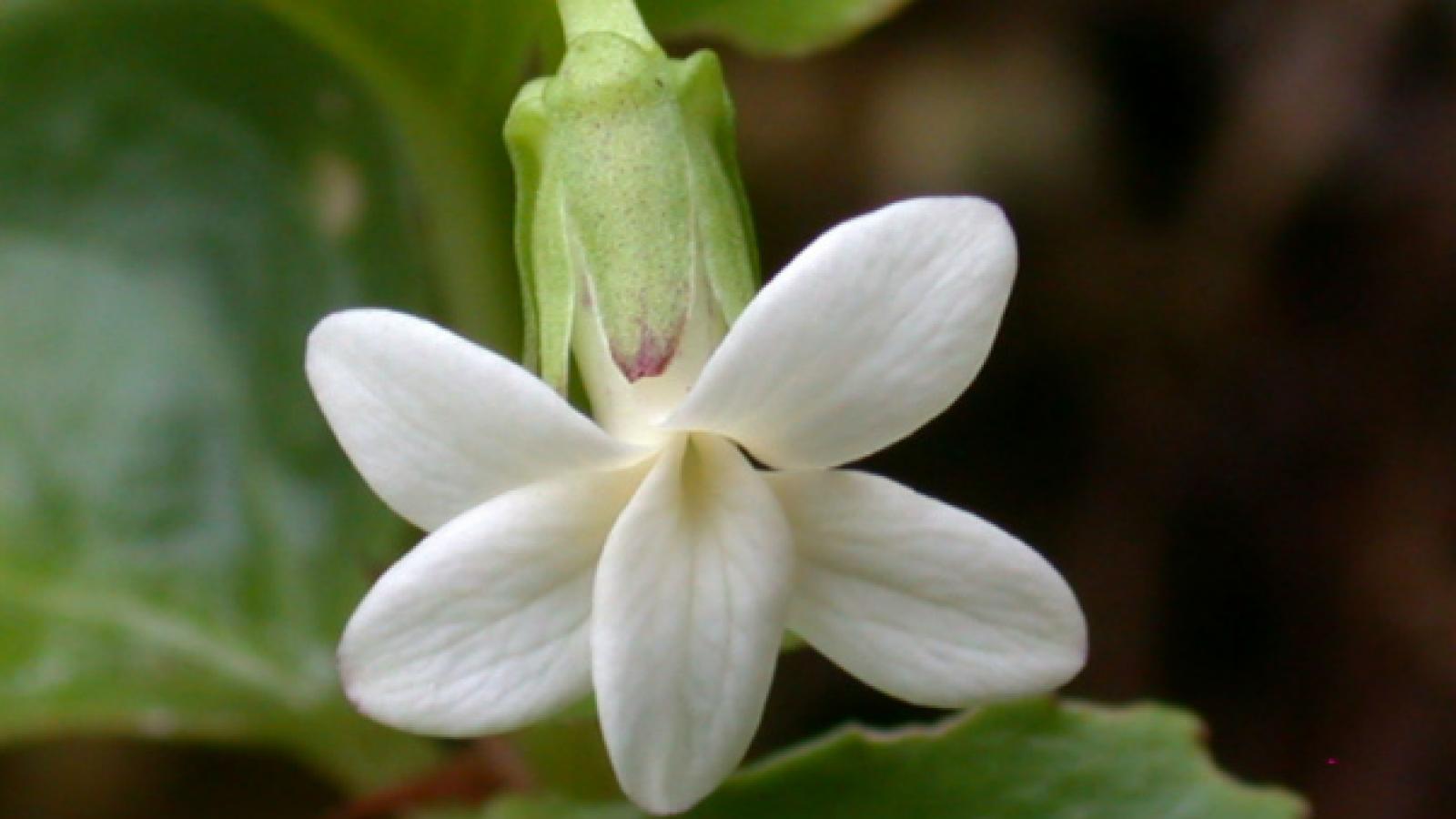 Arabidopsis flower